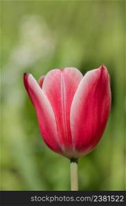 Red tulip with a white strip on the edge. Tulip Arabian Mystery. Red and white tulip Arabian Mystery