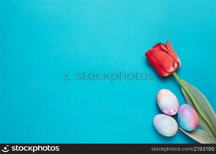 red tulip with multicolored easter eggs corner blue backdrop