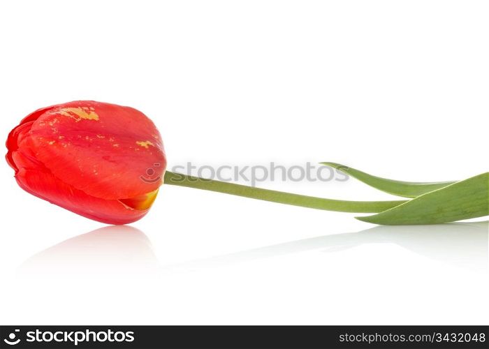 red tulip with reflection on white background
