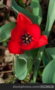 Red tulip with small bud still closed in the garden