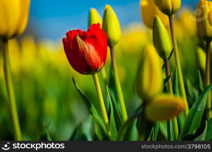 Red tulip with yellow tulips in the background against blue sky at the Skagit Tulip Festival, Washington
