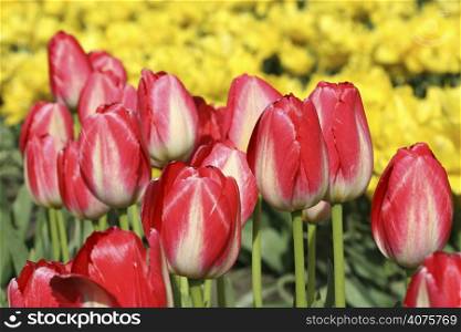 Red tulips