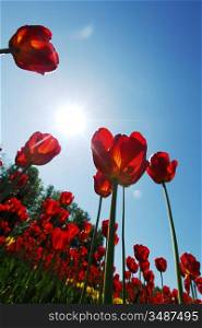 red tulips against the sky close up