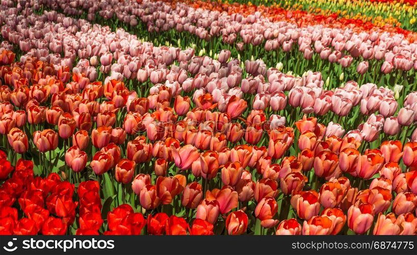 Red tulips. Amazing red tulip flower. Spring scene of tulip field