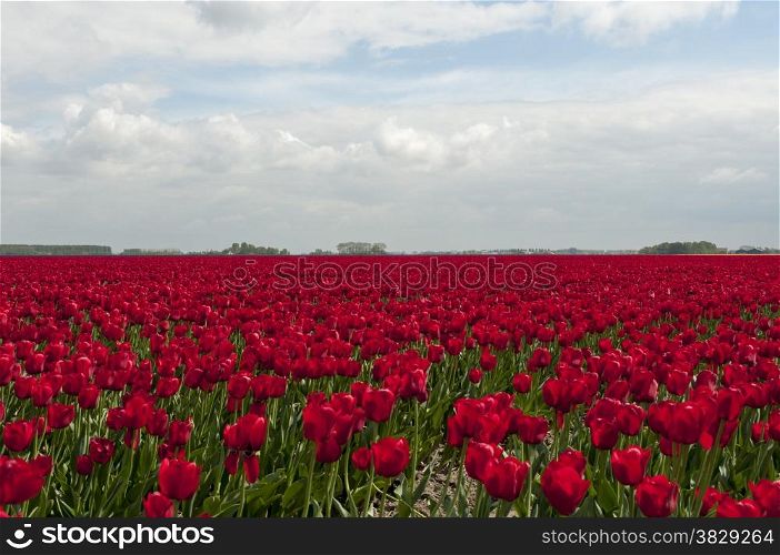 red tulips and blue sky with white clouds