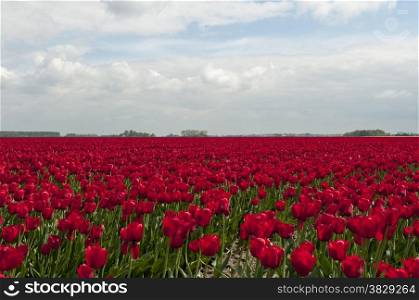red tulips and blue sky with white clouds
