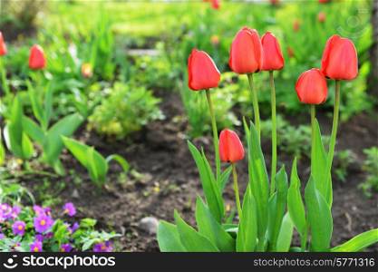 red tulips and other flowers in garden