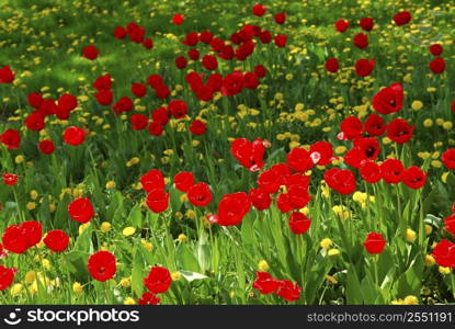 Red tulips and yellow dandelions blooming in a spring field