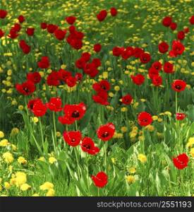Red tulips and yellow dandelions blooming in a spring field