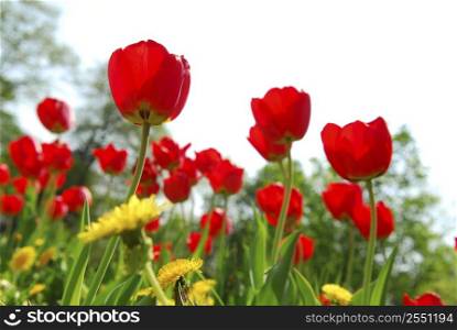Red tulips and yellow dandelions blooming in a spring field, white background