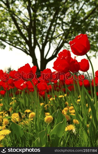 Red tulips and yellow dandelions flowers blooming in a spring field