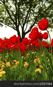 Red tulips and yellow dandelions flowers blooming in a spring field