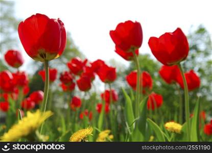 Red tulips and yellow dandelions flowers blooming in a spring field