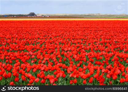 Red tulips bloom in broad spring farm