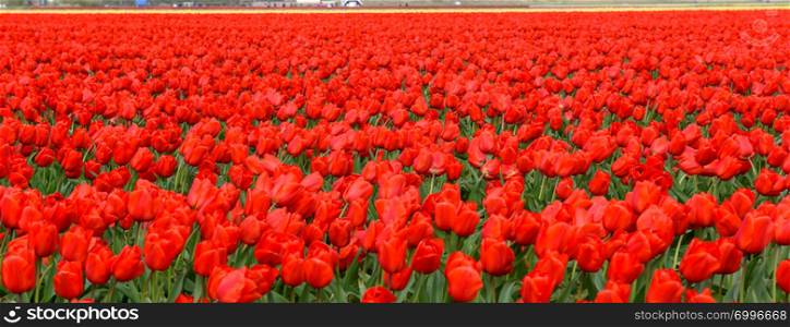 Red tulips bloom in broad spring farm