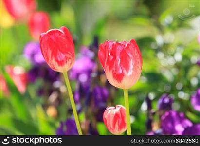 Red tulips blossom in the garden
