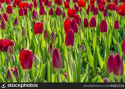 Red tulips blossom, spring background