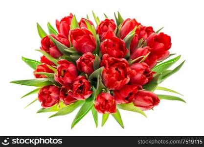 Red tulips. Colorful spring flowers isolated on white