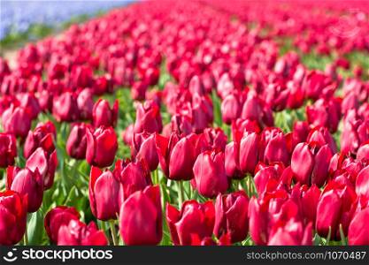 Red tulips field in the Netherlands. Spring shot