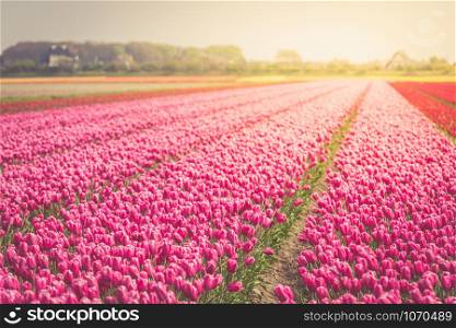 Red tulips field in the Netherlands. Spring shot