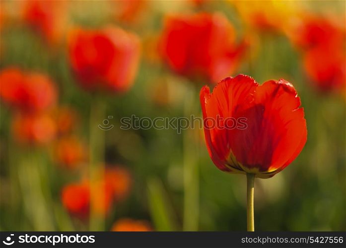 Red tulips field, Shallow DOF. Spring background