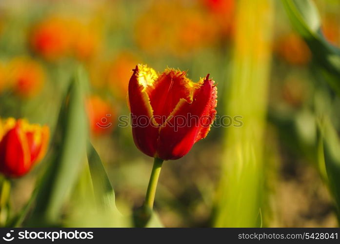 Red tulips field, Shallow DOF. Spring background