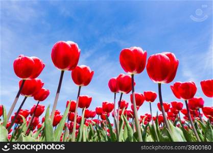 Red tulips field showing flowers close up from below with blue sky in spring season
