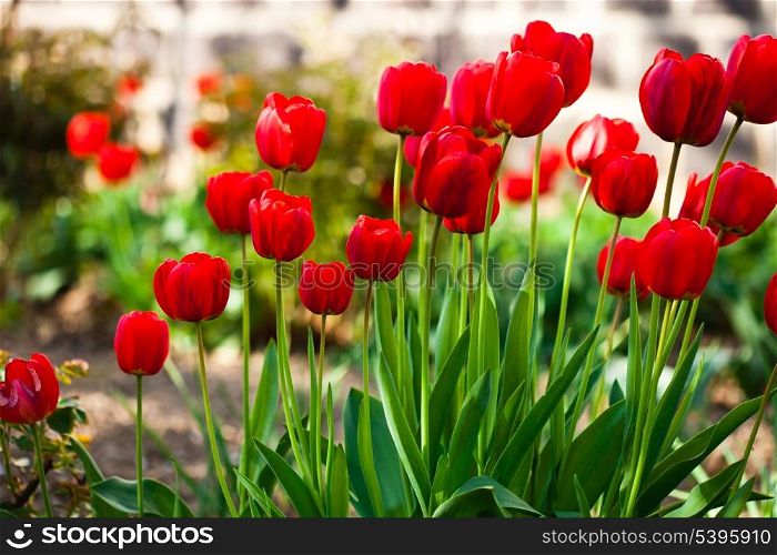 Red tulips flowerbed closeup in spring