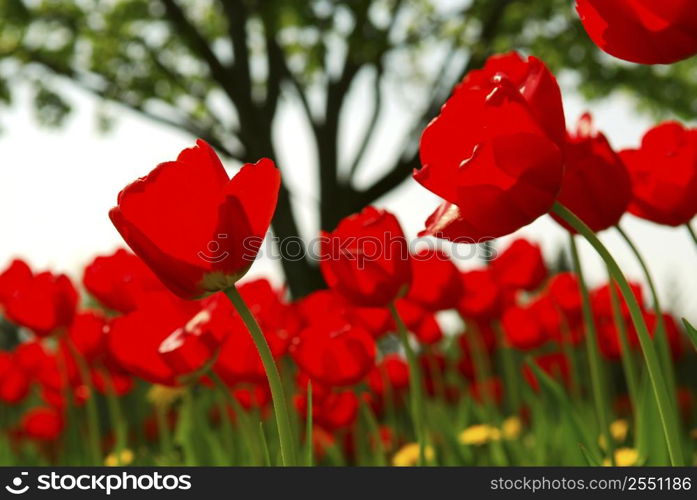 Red tulips flowers blooming in a spring field