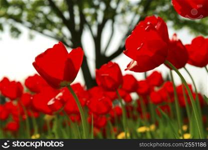 Red tulips flowers blooming in a spring field