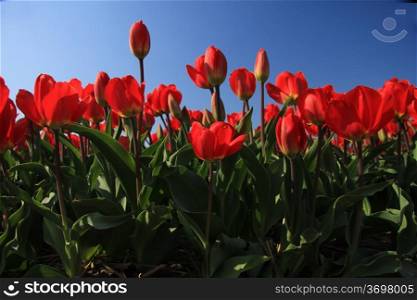 red tulips growing in a field