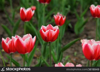 red tulips in a flowerbed in spring