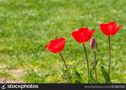 Red tulips in a garden with a green lawn in the background