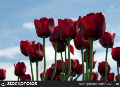 red tulips in dutch view in Holland europe