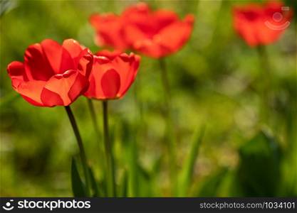 red tulips in front of green blurry background, shallow depth of field