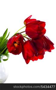 Red tulips in glass vase isolated on white. Spring background