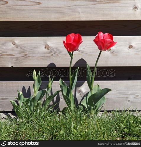 red tulips in grass near wooden fence in sunny wheather