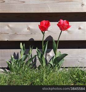 red tulips in grass near wooden fence in sunny wheather