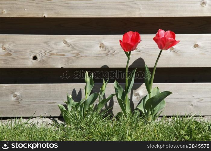 red tulips in grass near wooden garden fence