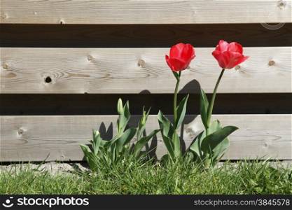 red tulips in grass near wooden garden fence