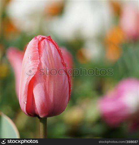 red tulips in springtime in the garden