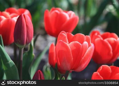 Red tulips in the early spring sun, growing on a field - floral industry