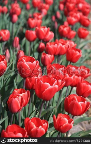 Red tulips in the early spring sun, growing on a field - floral industry
