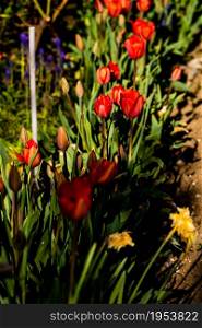 Red tulips in the flowerbed in spring