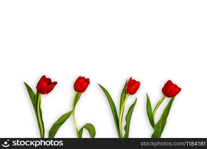 red tulips in the lower part of a white background all facing to the right