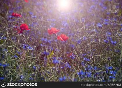 Red tulips in the middle of the field with blue cornflowers, vintage toning