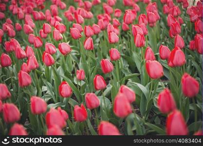 Red tulips in the park at the evening