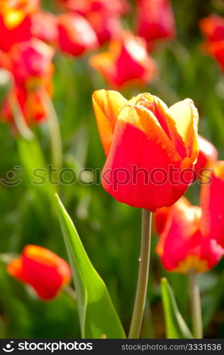 Red Tulips in The Sunlight on Meadow