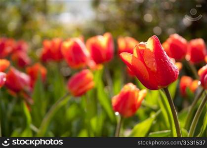Red Tulips in The Sunlight on Meadow