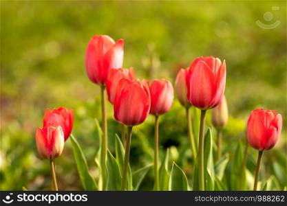 red tulips inmidst of green